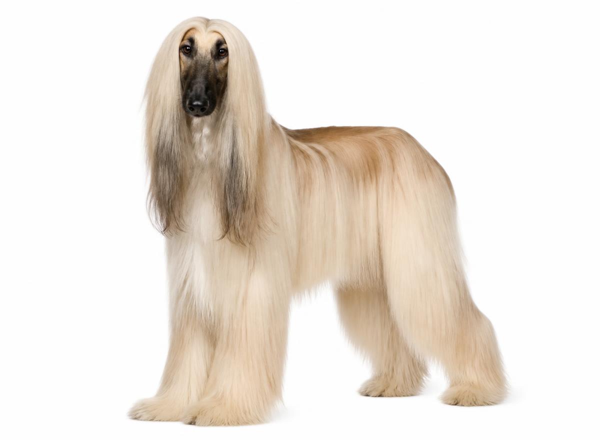Afghan Hound