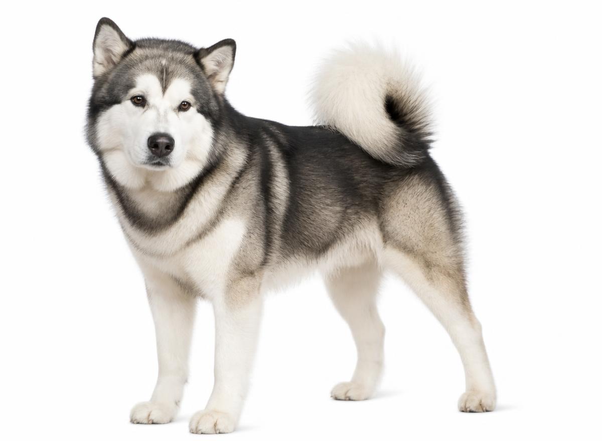 Alaskan Malamute