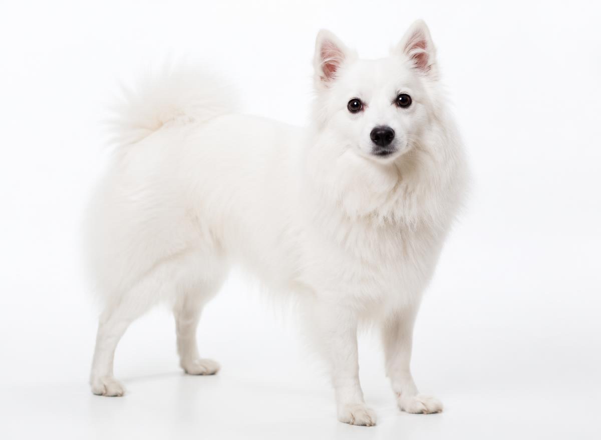 American Eskimo Dog