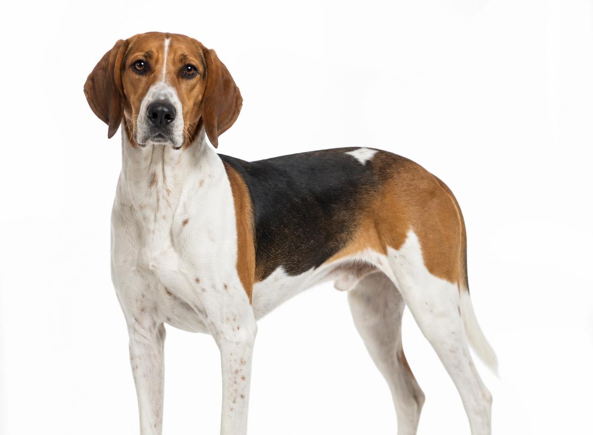 American Foxhound