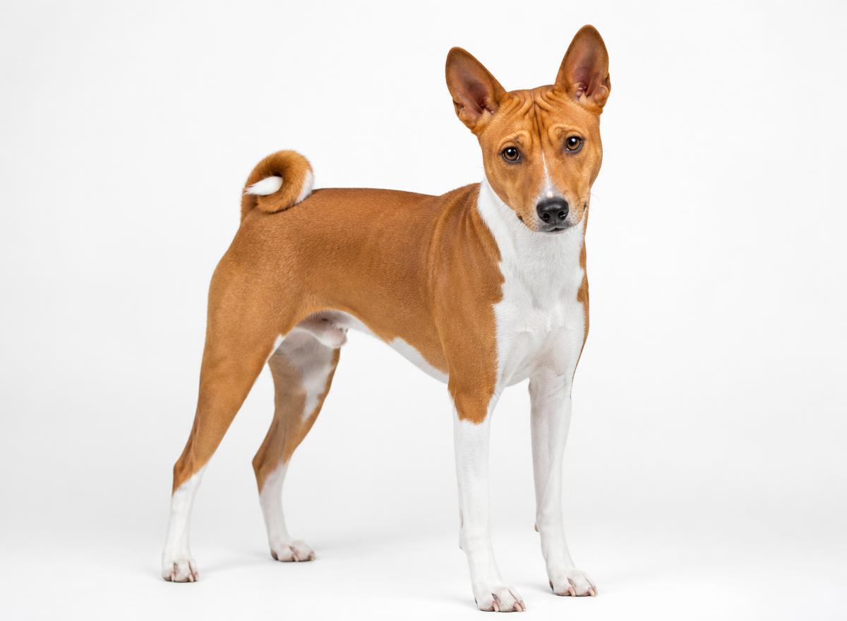 Basenji