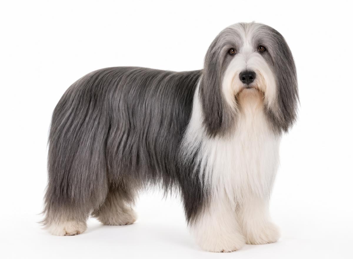 Bearded Collie