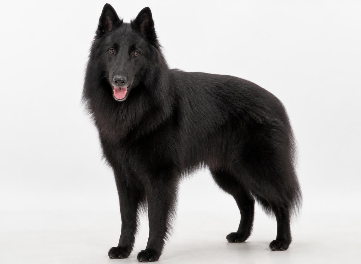 Belgian Sheepdog