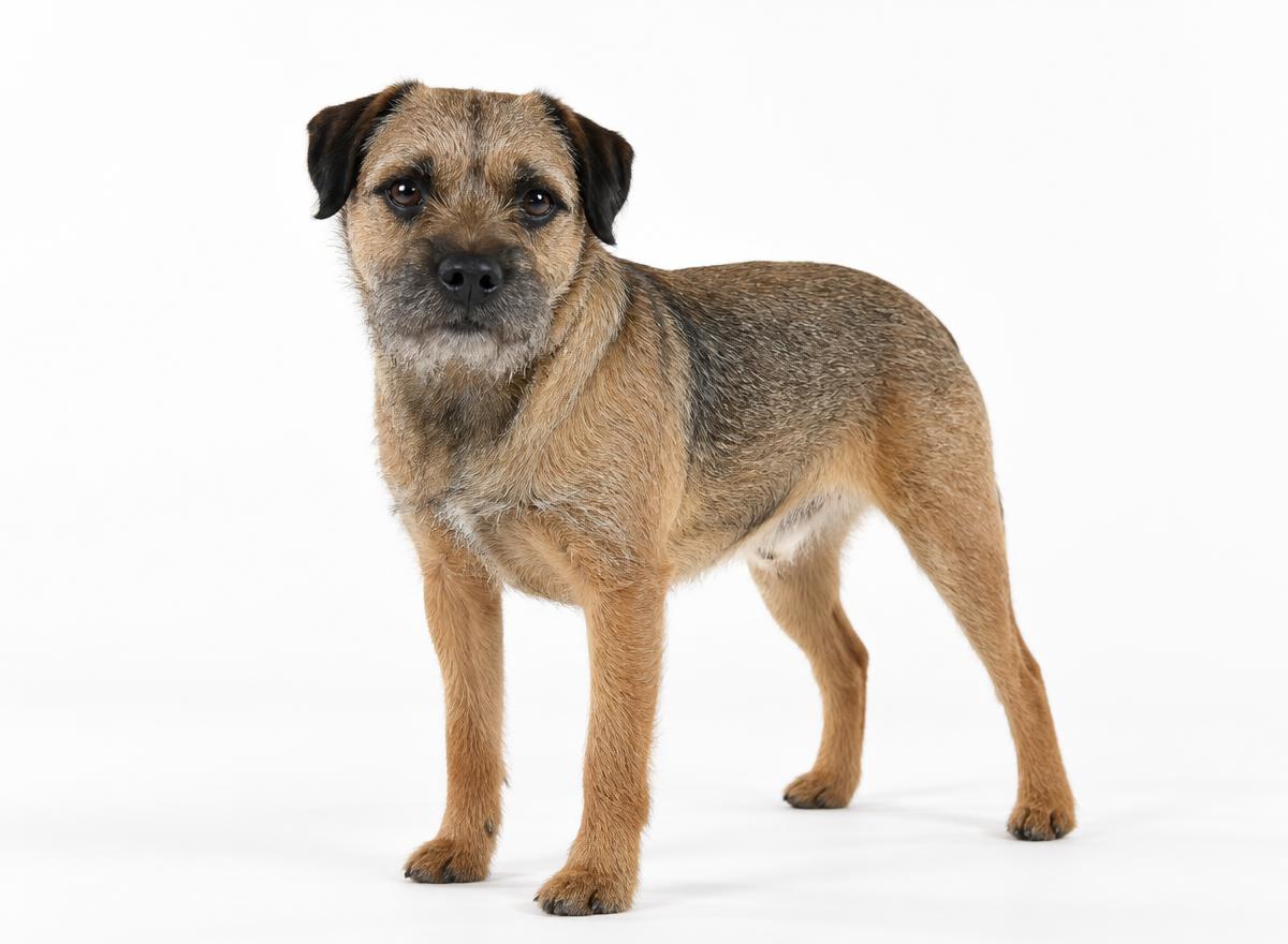 Border Terrier