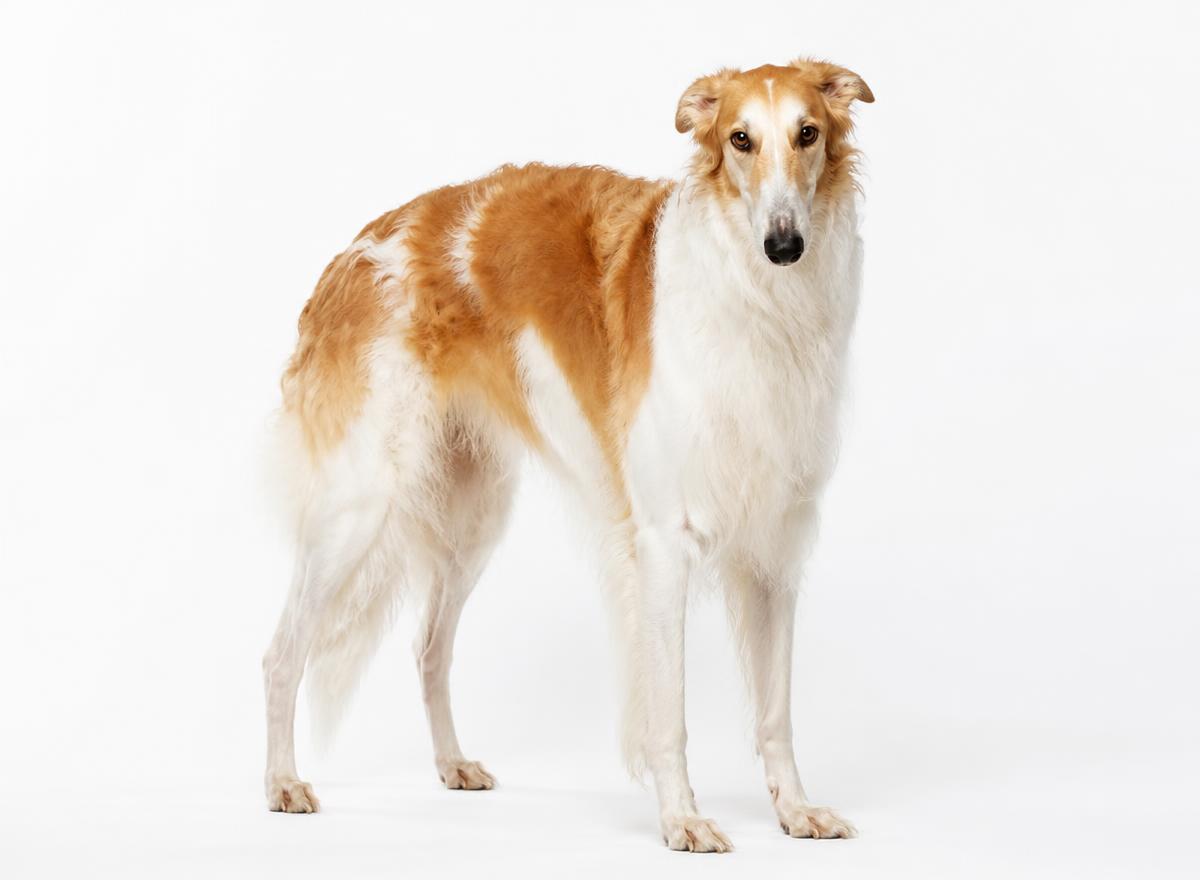 Borzoi