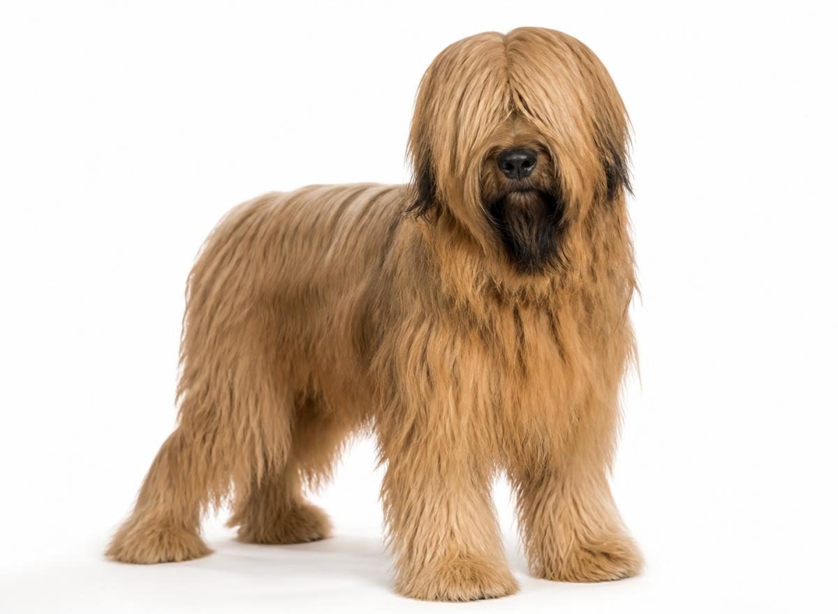 Briard