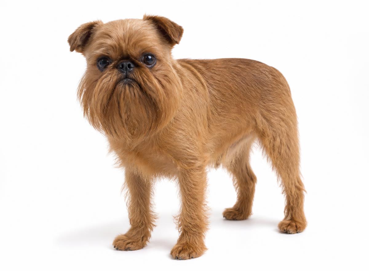 Brussels Griffon