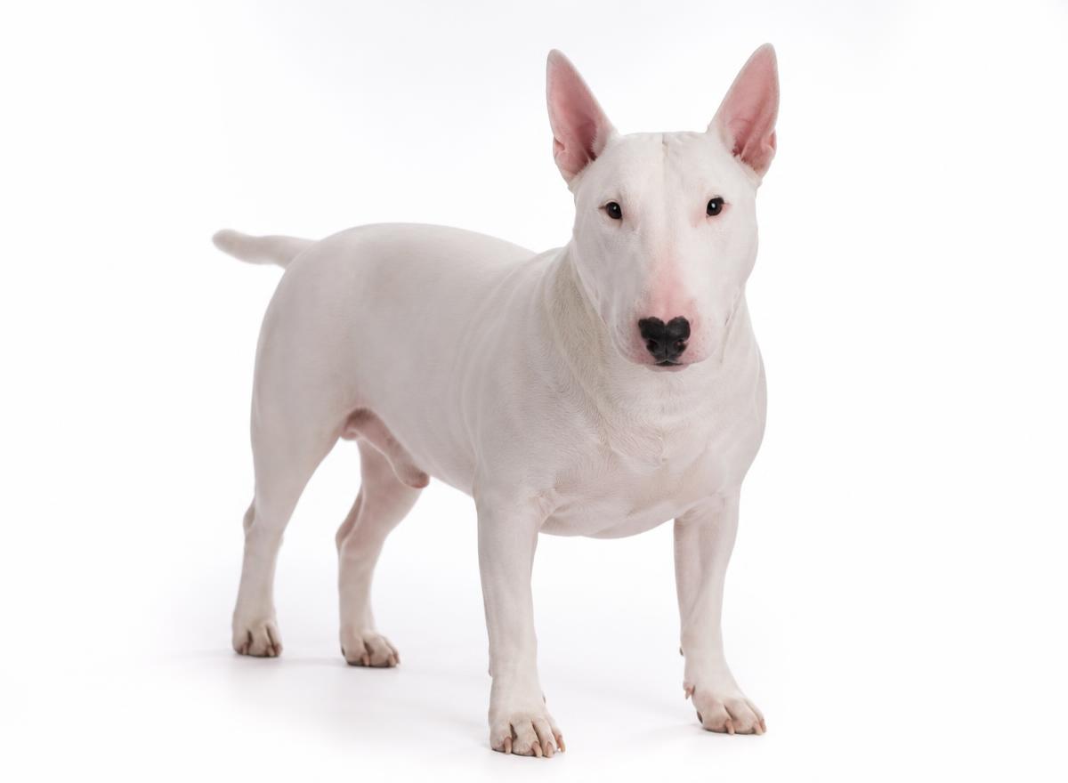 Terrier group dog