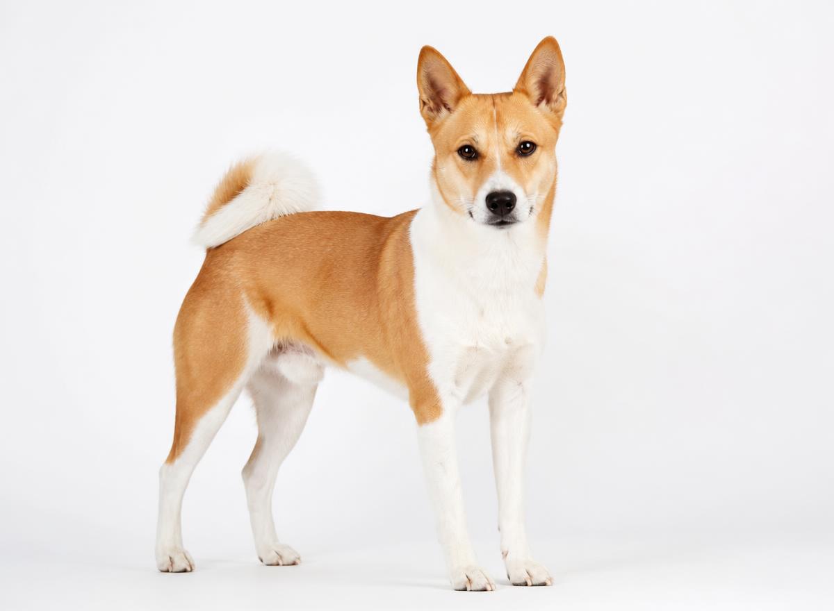Canaan Dog