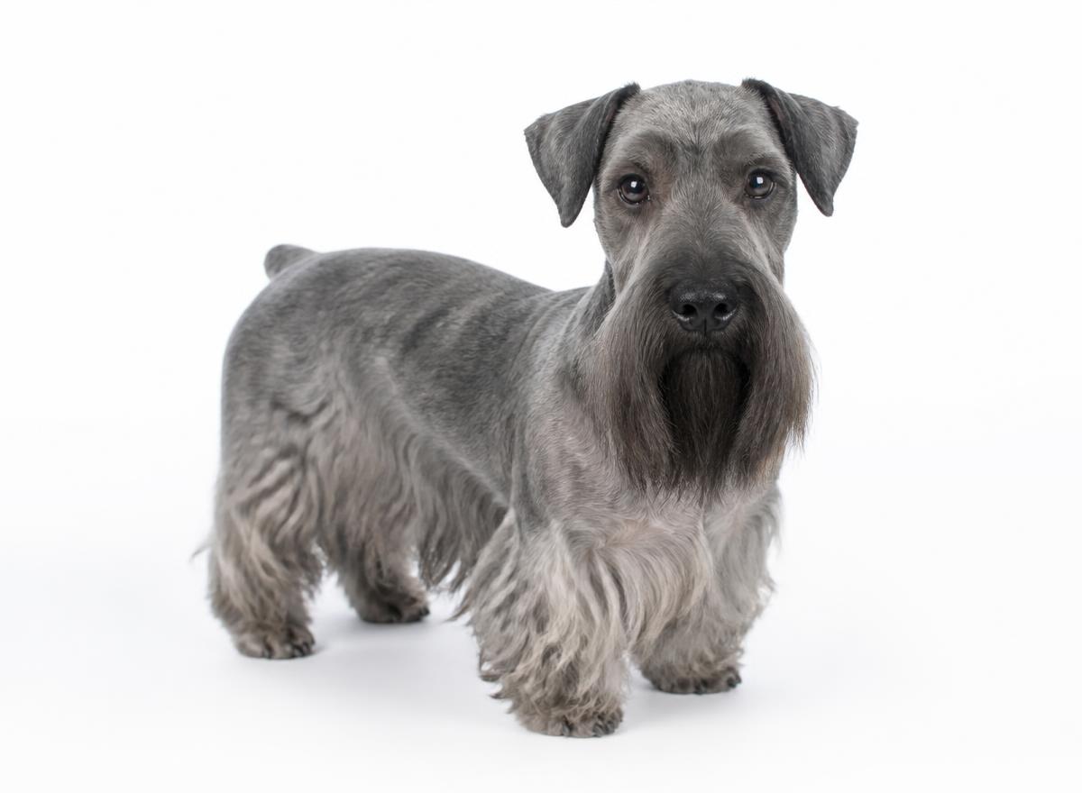 Cesky Terrier
