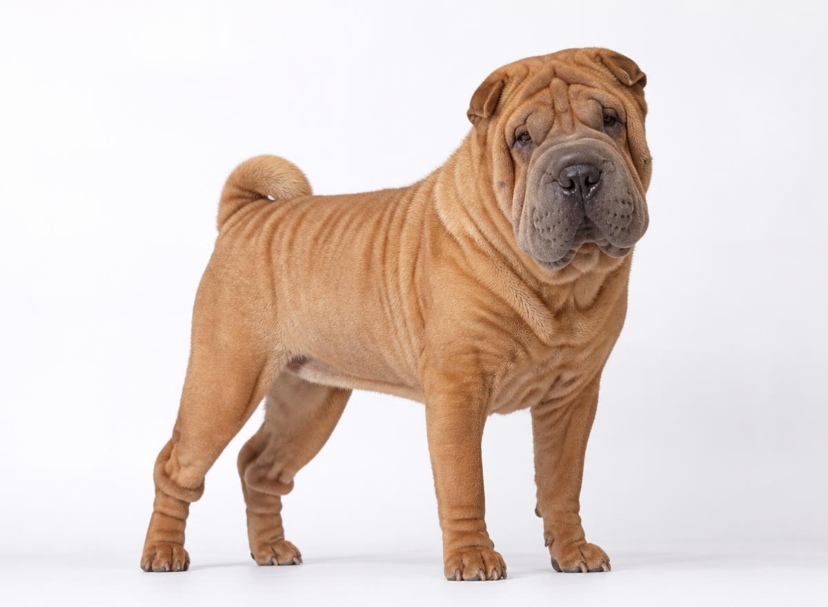Chinese Shar-Pei