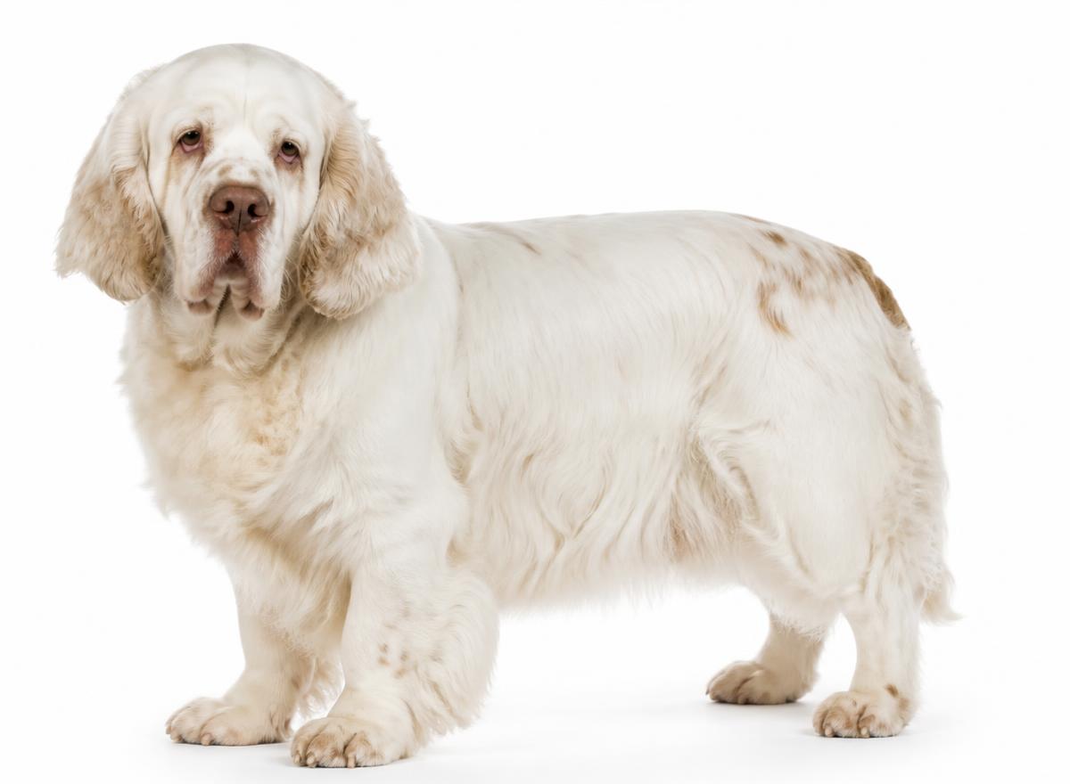 Clumber Spaniel
