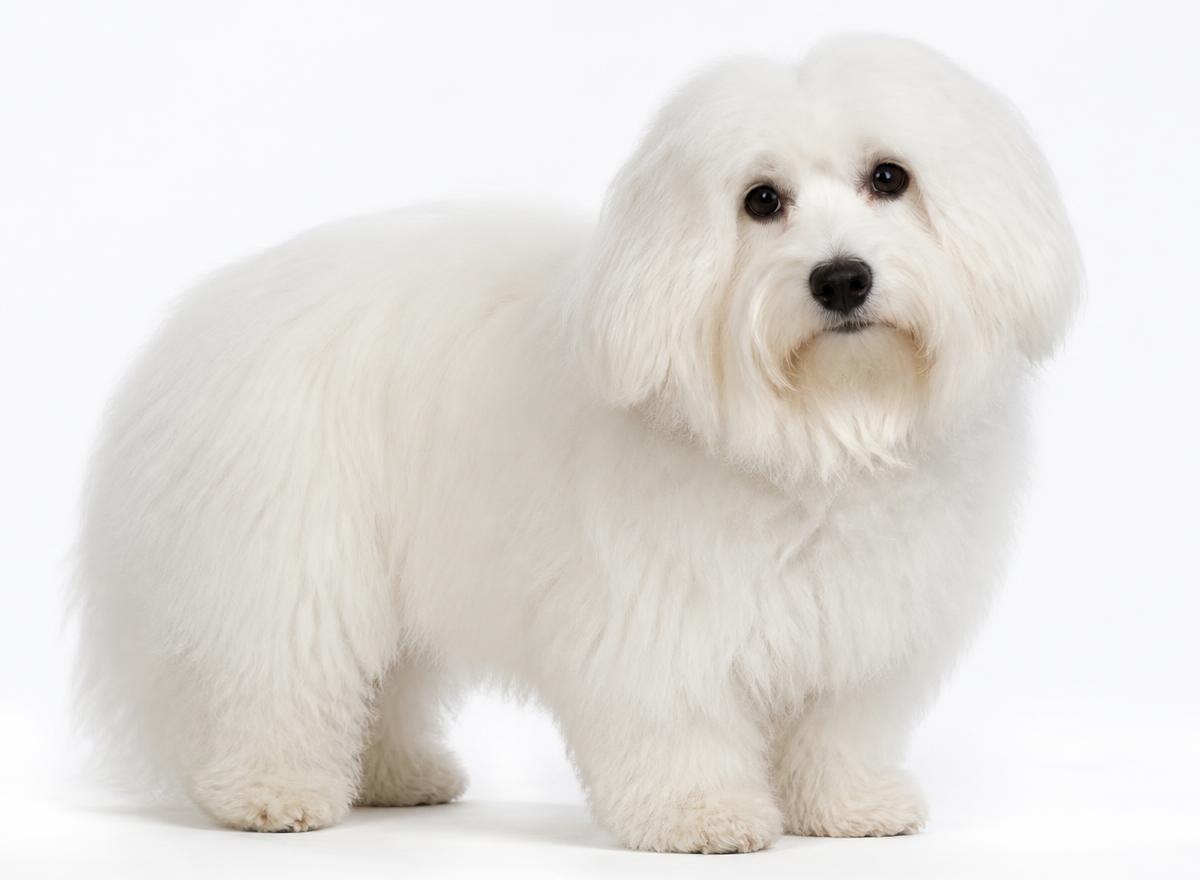 Coton de Tulear