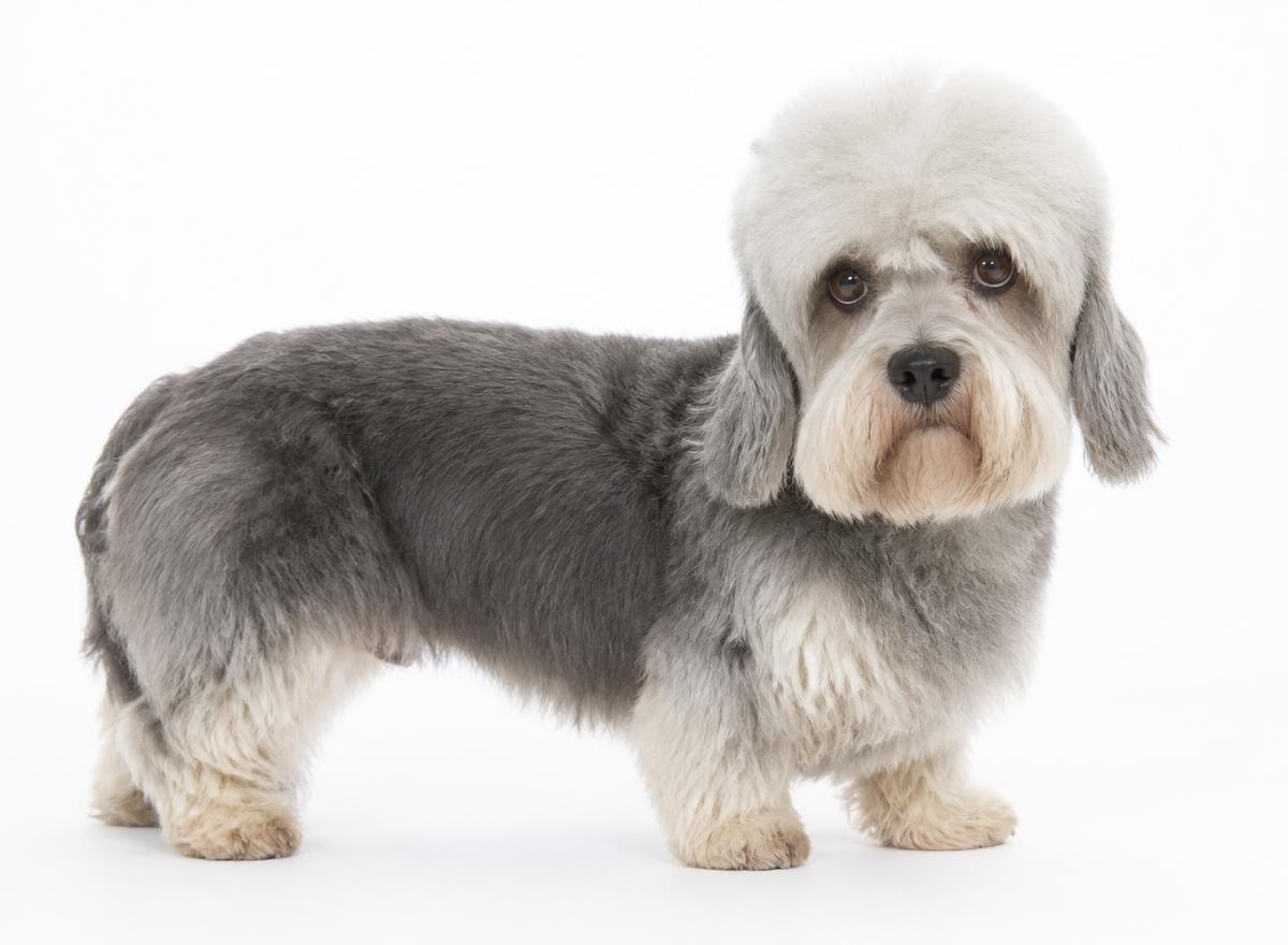 Dandie Dinmont Terrier
