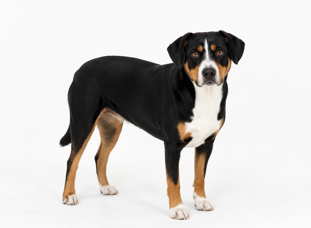 Entlebucher Mountain Dog