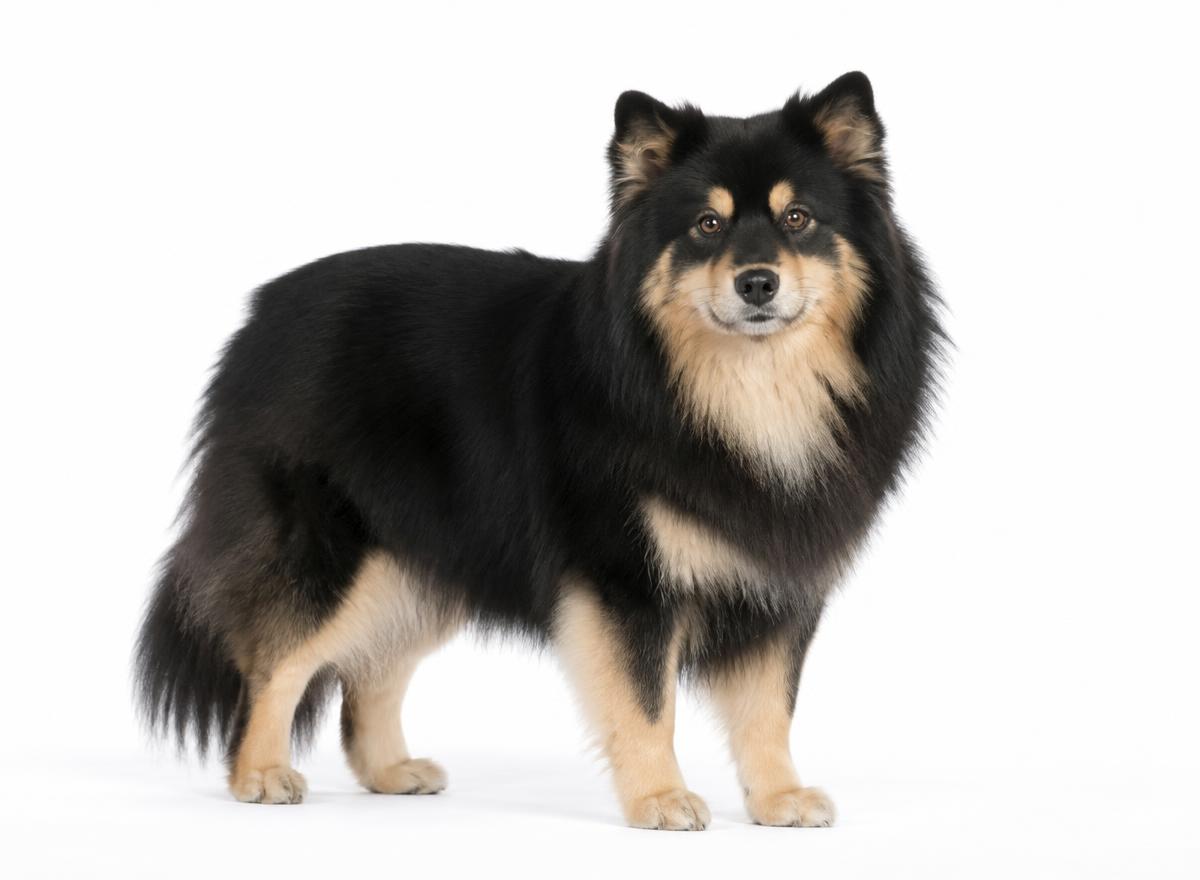 Finnish Lapphund