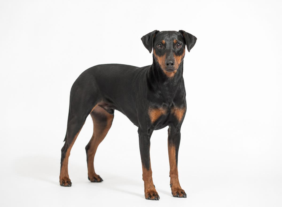 German Pinscher