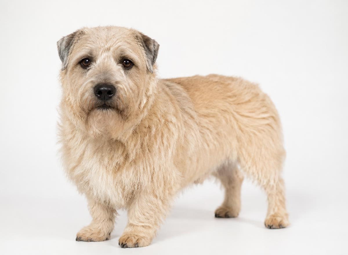 Glen of Imaal Terrier