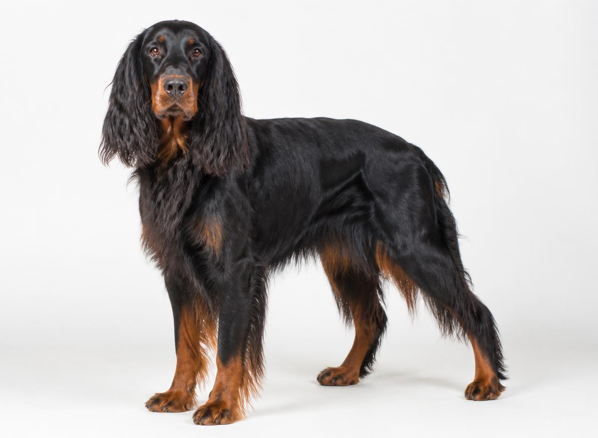 Gordon Setter