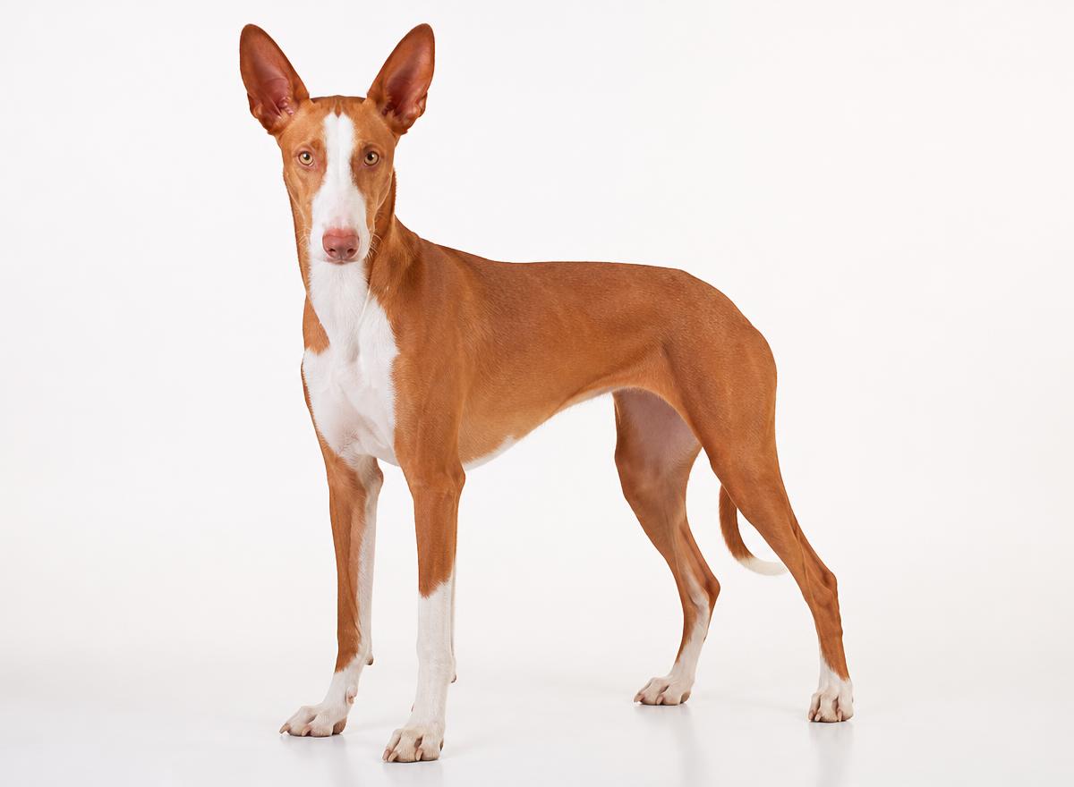 Ibizan Hound