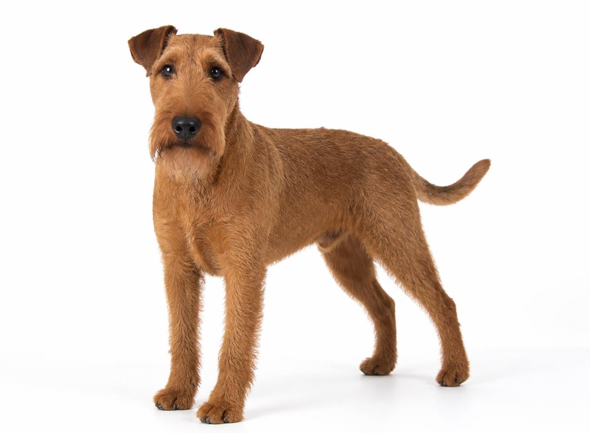 Irish Terrier