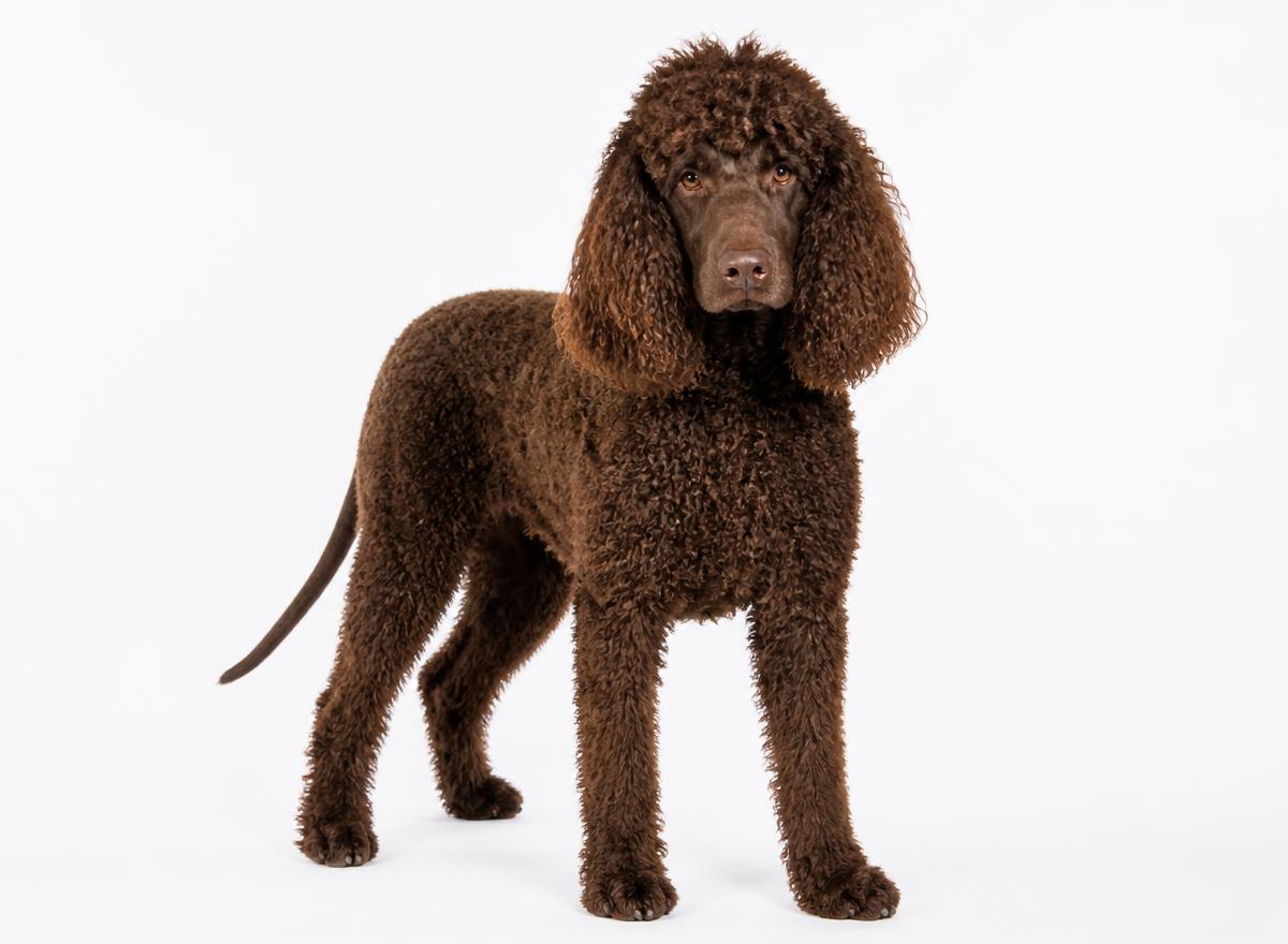 Irish Water Spaniel