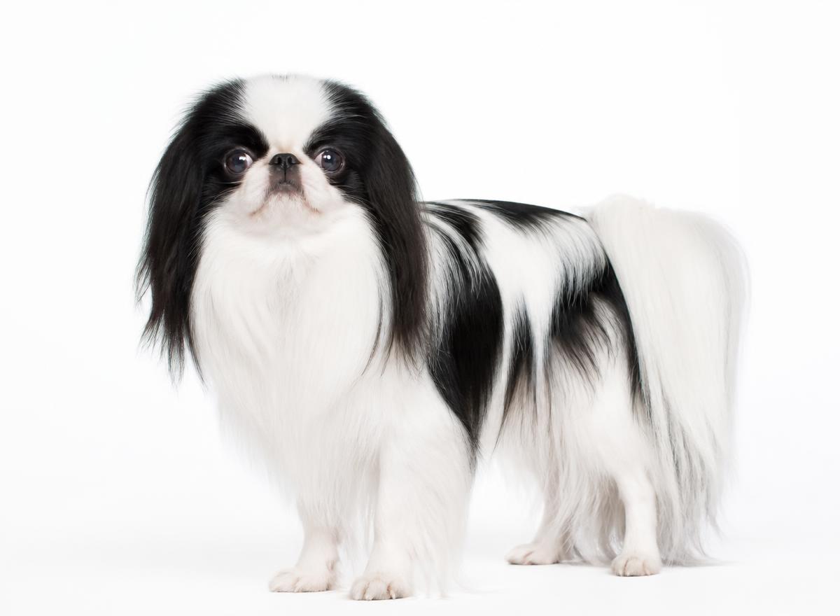 Japanese Chin