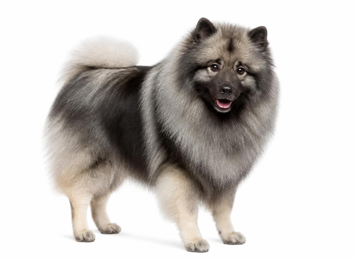 Keeshond