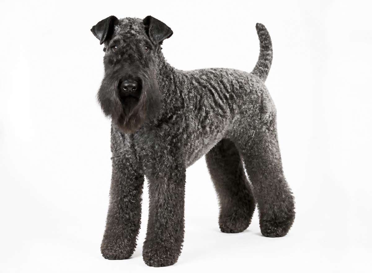 Kerry Blue Terrier