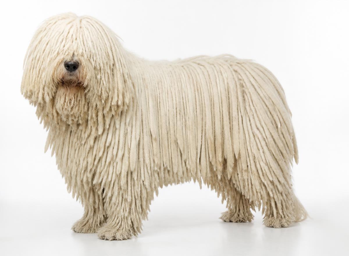 Komondor