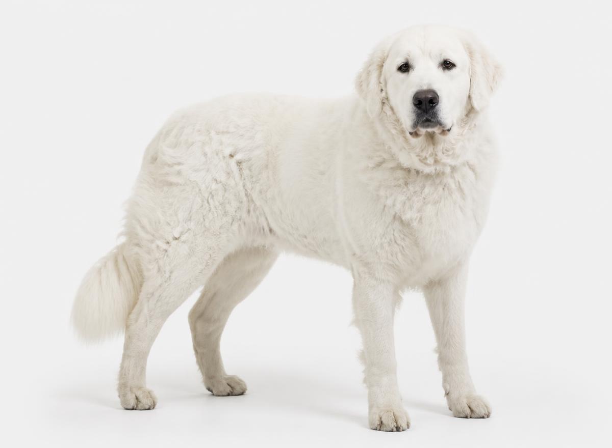 Kuvasz