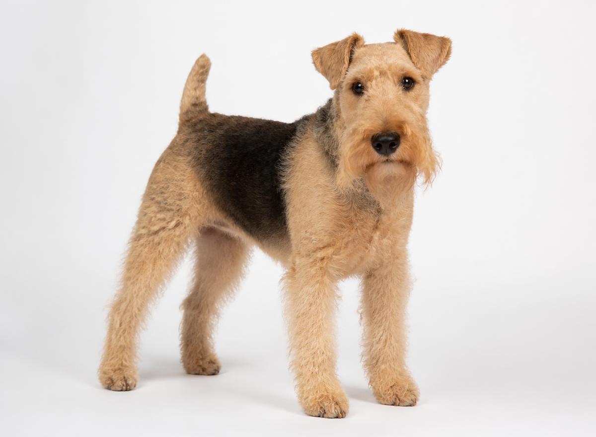 Lakeland Terrier