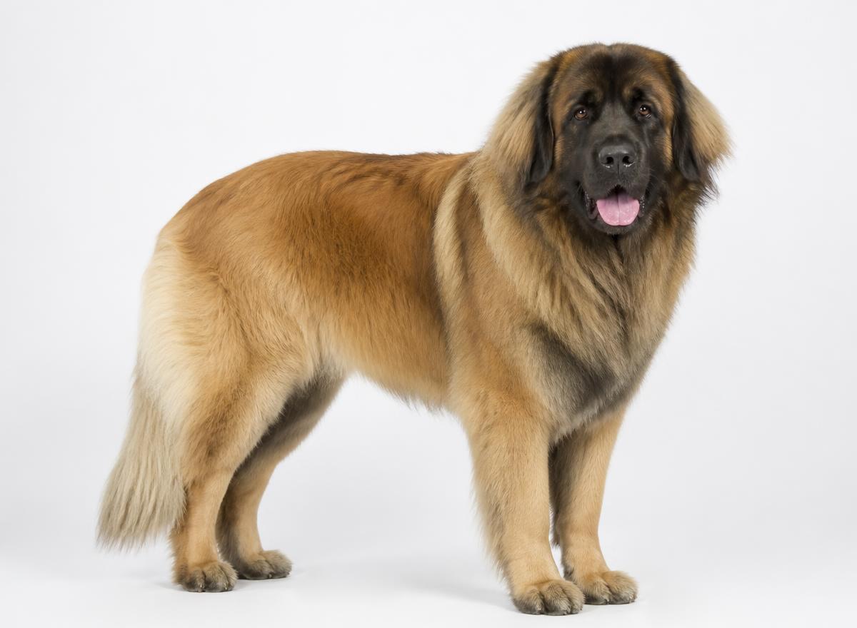 Leonberger