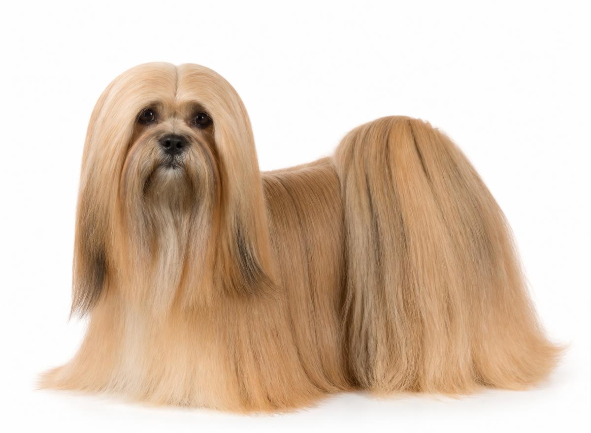 Lhasa Apso