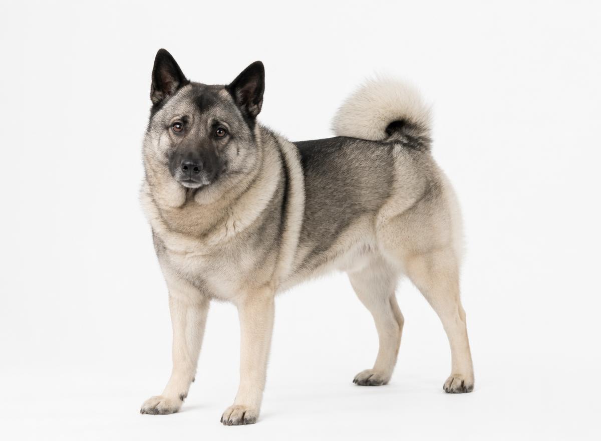 Norwegian Elkhound
