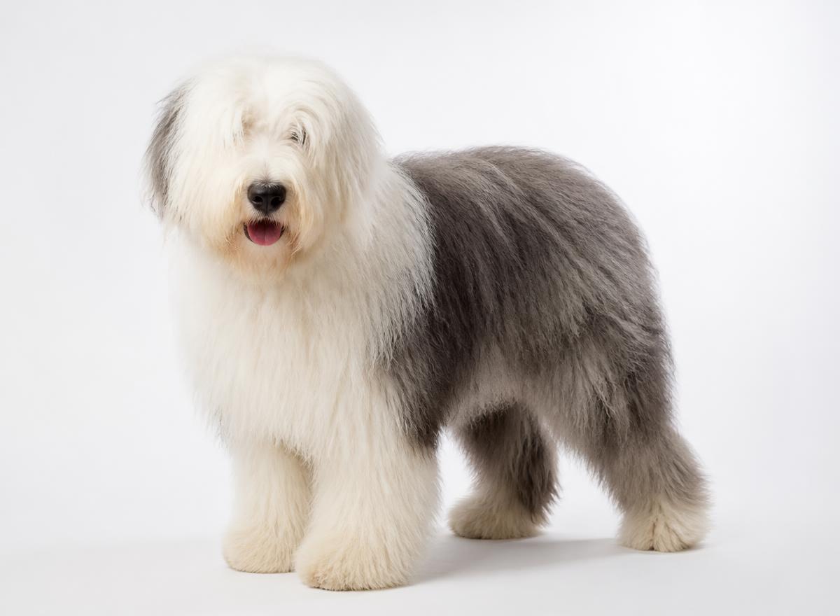 Old English Sheepdog
