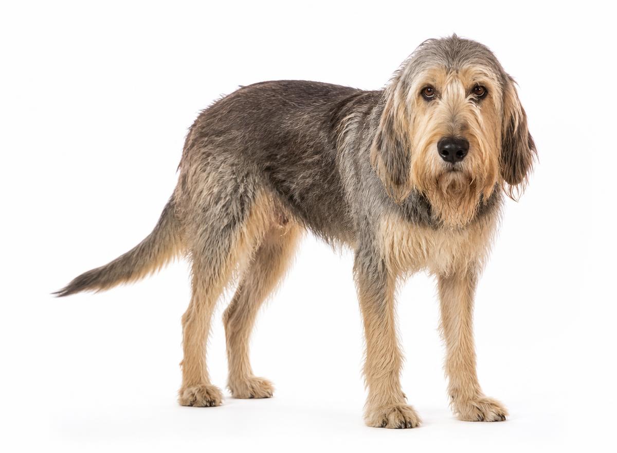 Otterhound