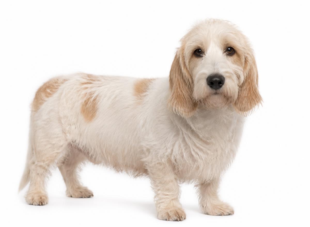 Petit Basset Griffon Vendéen