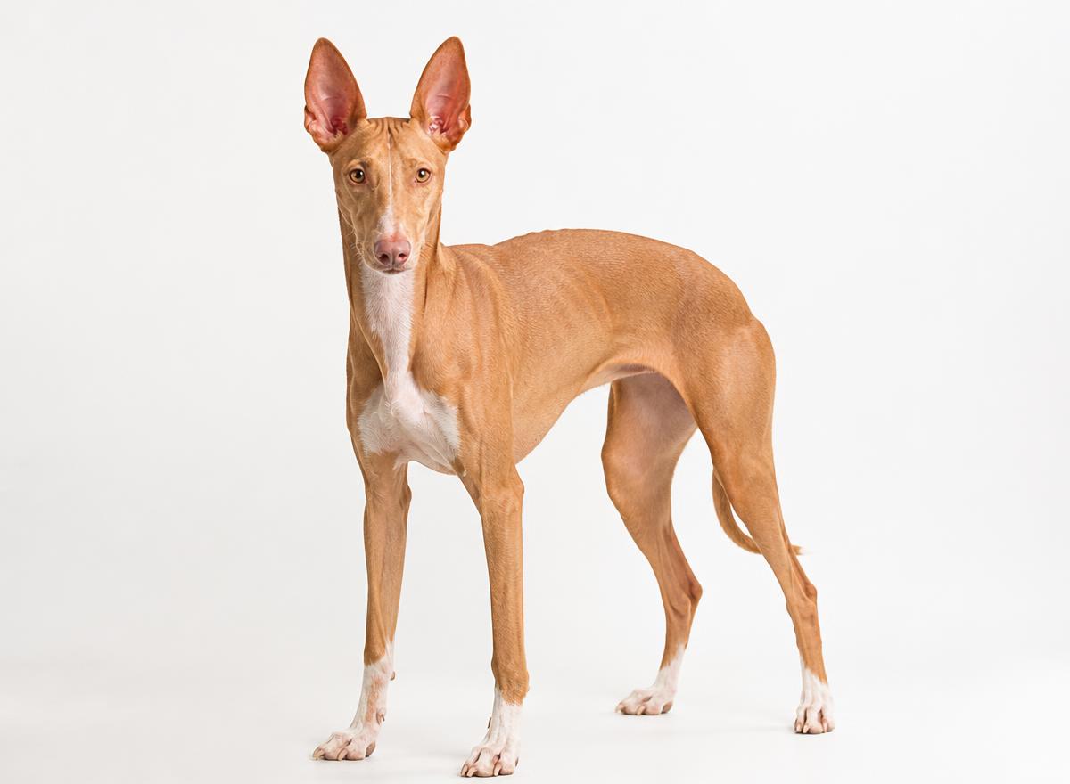 Pharaoh Hound