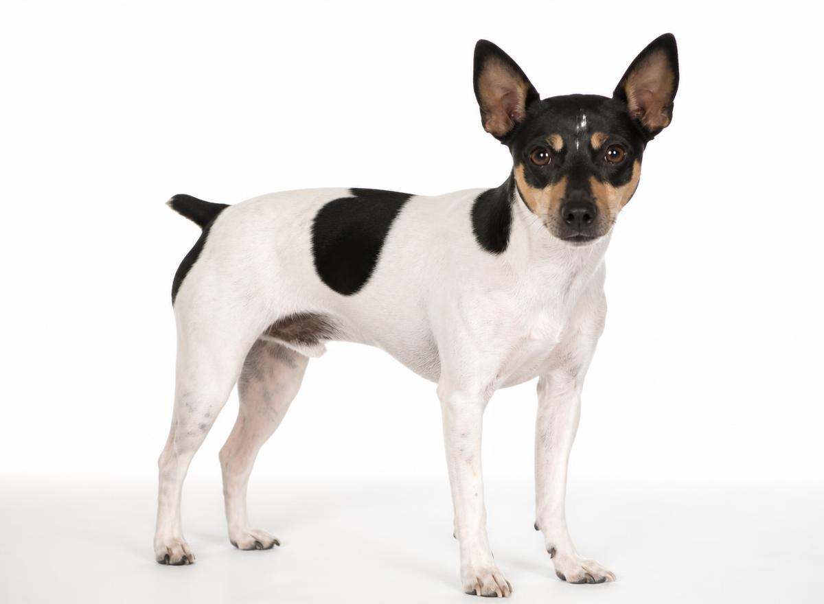 Rat Terrier