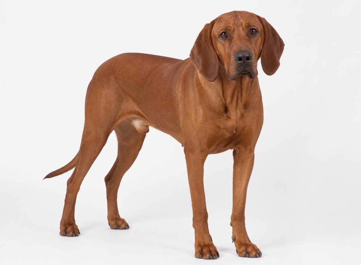 Redbone Coonhound