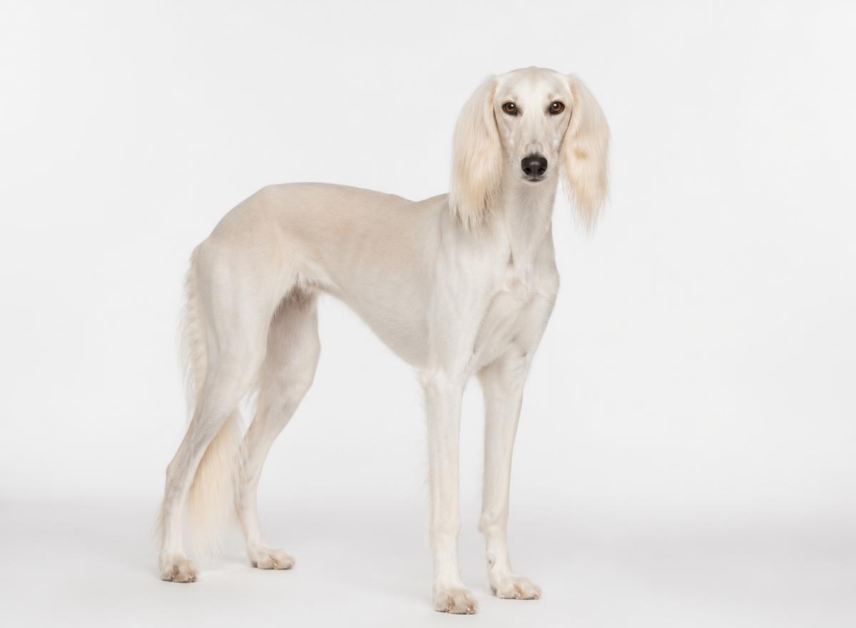 Saluki