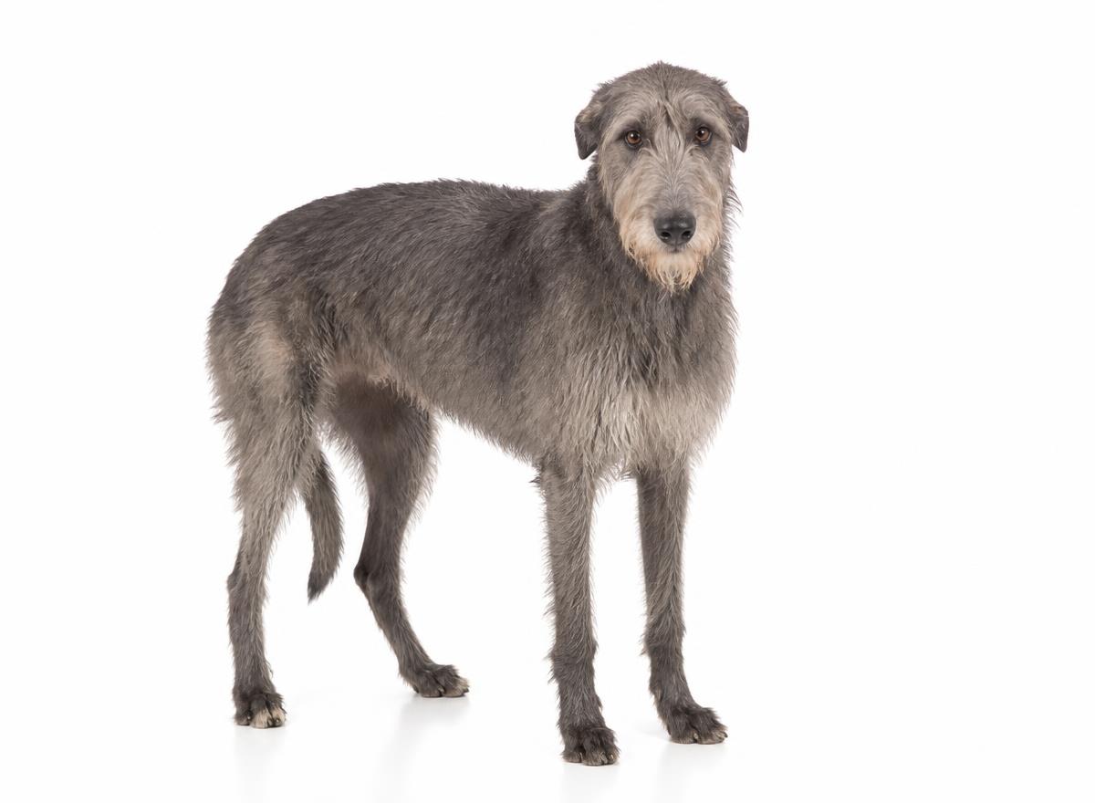 Scottish Deerhound