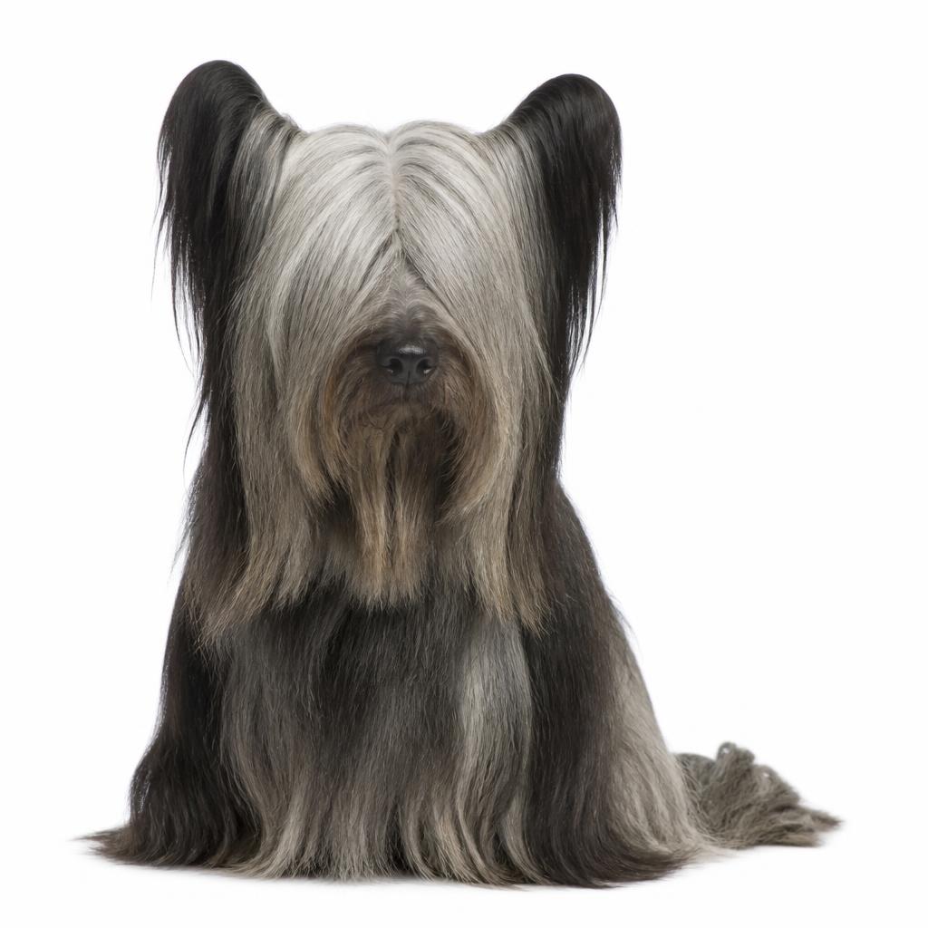 Skye Terrier