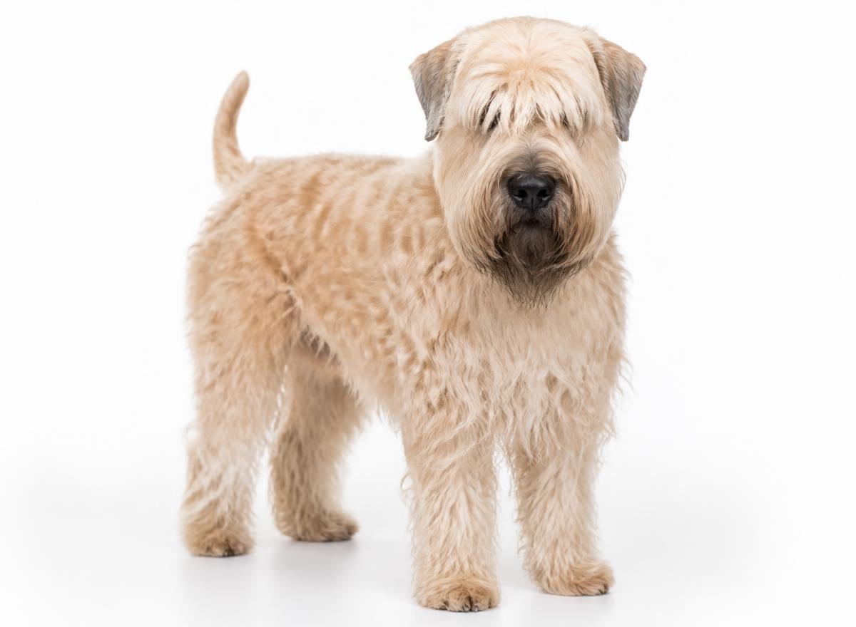Soft Coated Wheaten Terrier