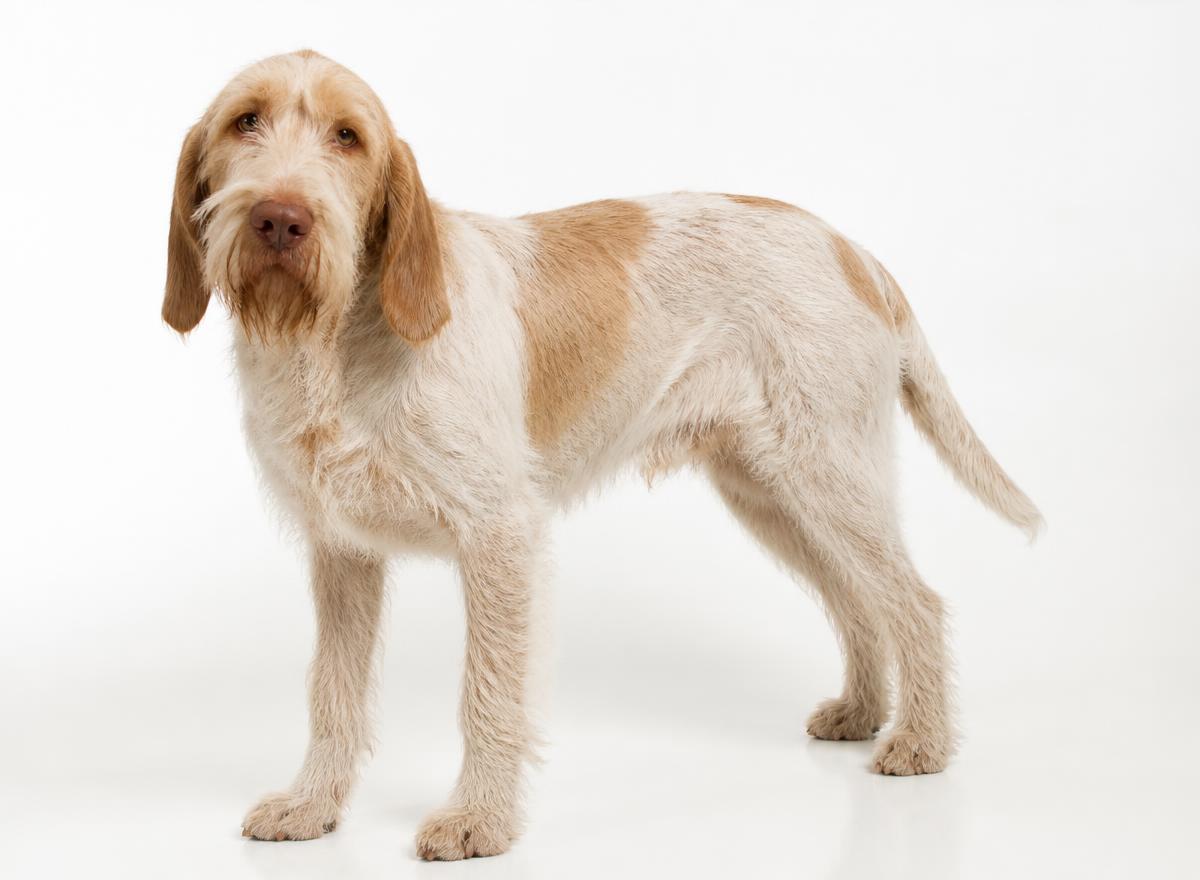 Spinone Italiano