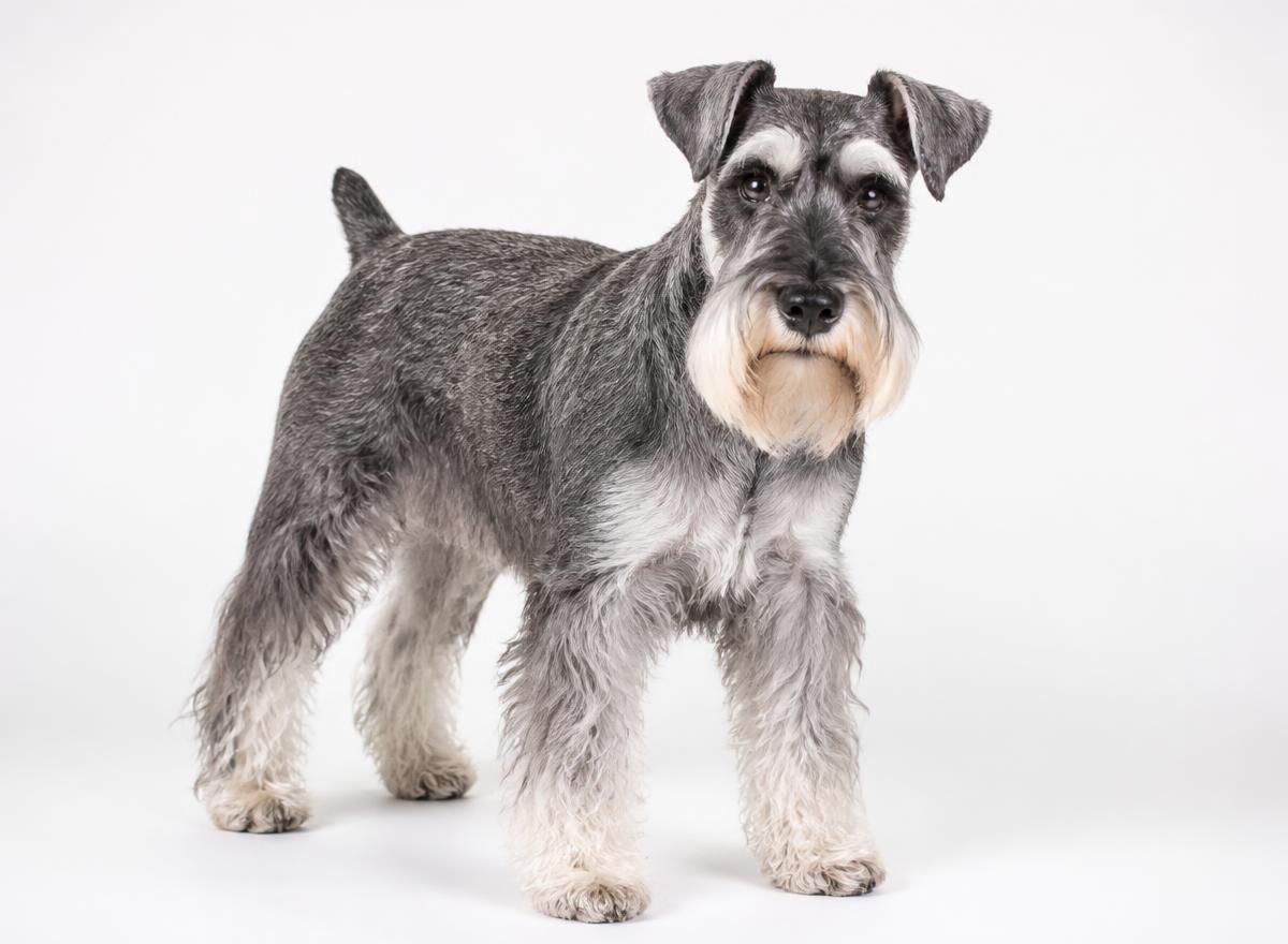 Standard Schnauzer