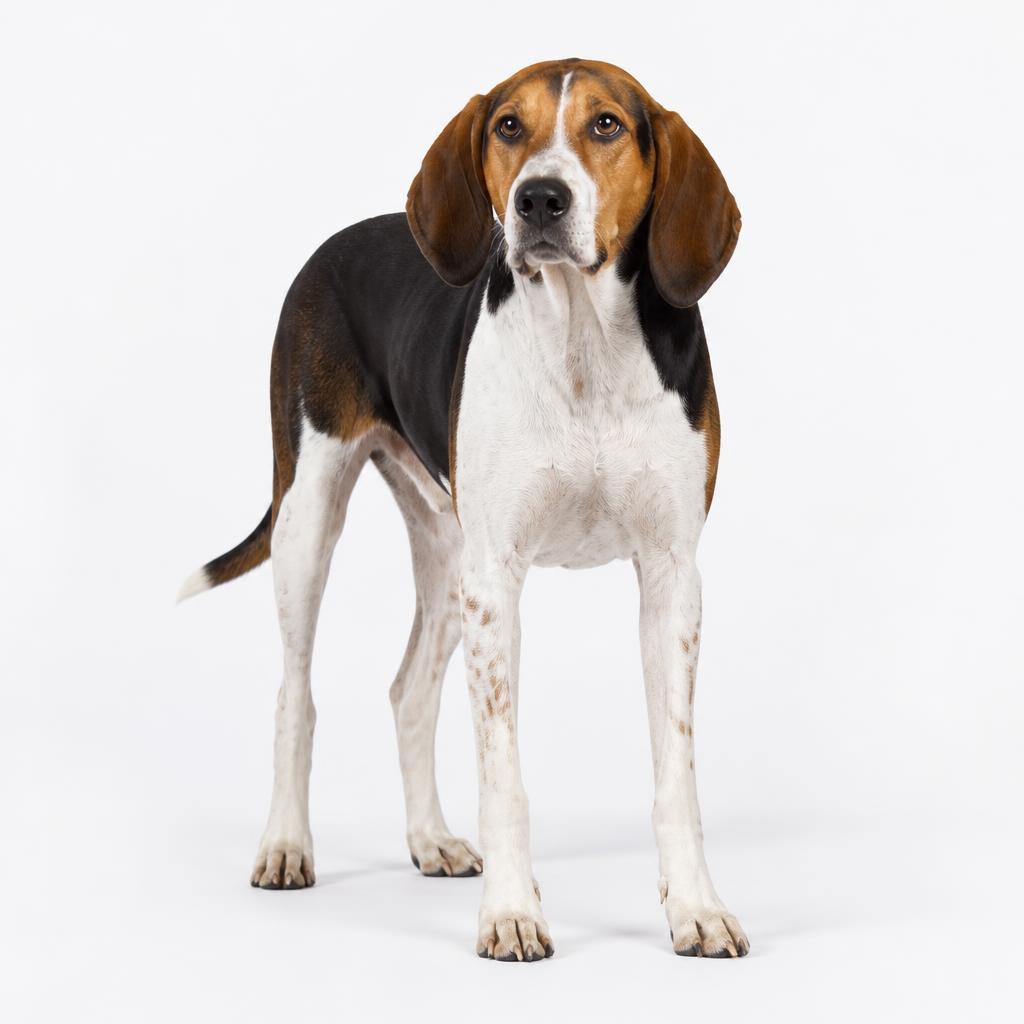 Treeing Walker Coonhound