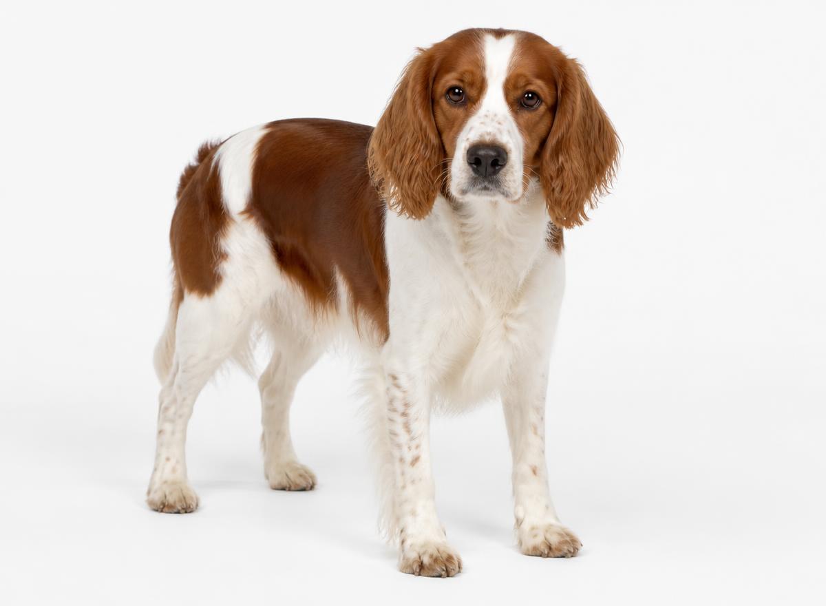 Welsh Springer Spaniel